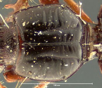 Media type: image;   Entomology 23858 Aspect: pronotum dorsal